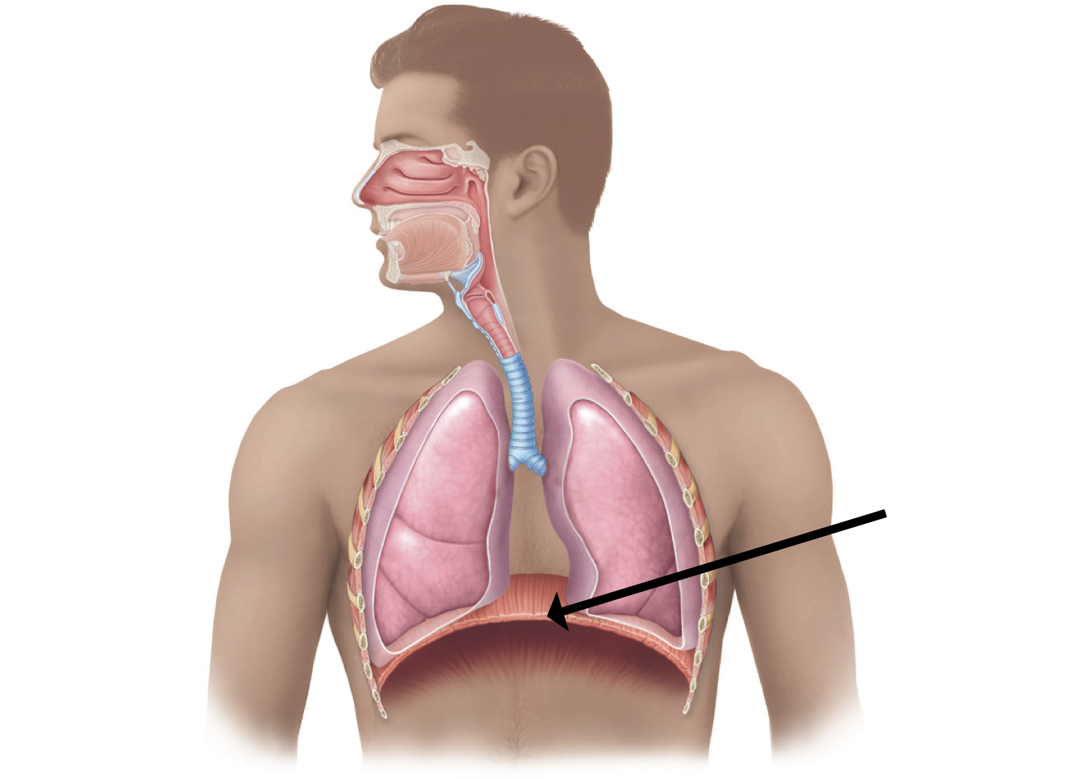 Сухой кашель гортань. Дыхательная система легкие и бронхи. Organs of the Respiratory System. Дыхательная система анатомия. Горло дыхательная система.