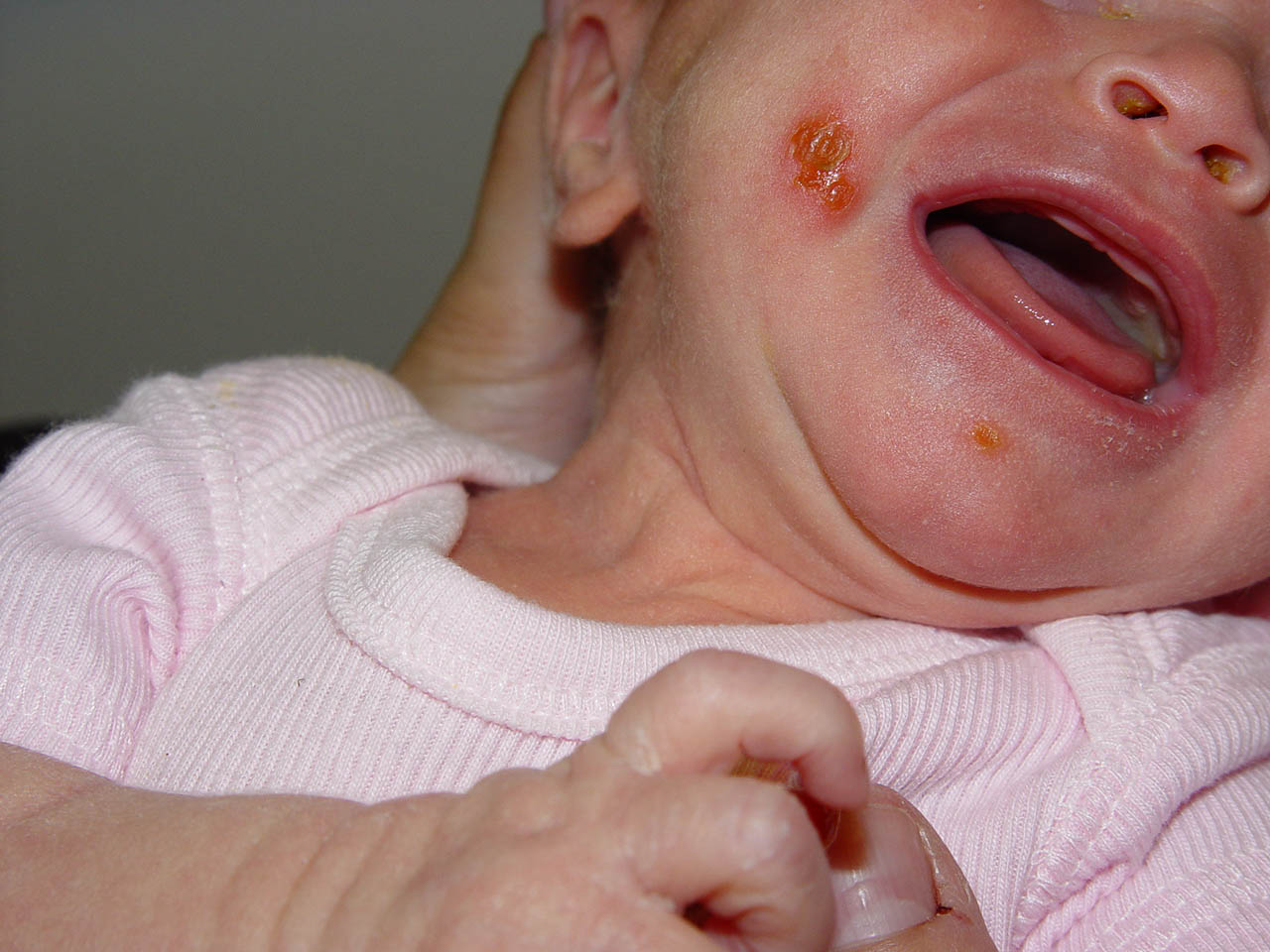 Kinglet va sipovka ortasidagi farqni korsatadigan fotosurat.